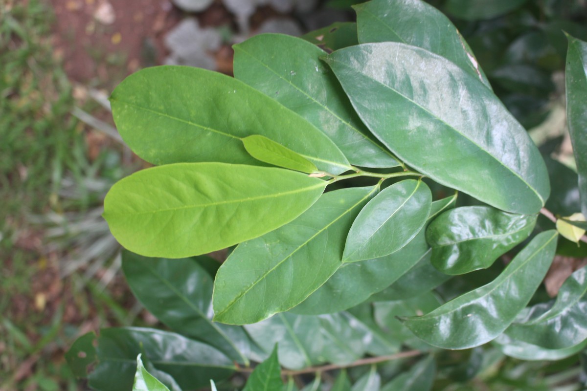 Annona muricata L.